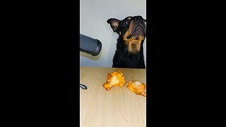 Dog Eats Chicken ASMR