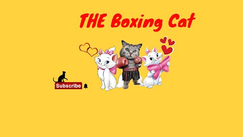 Rumble/ Boxing Cat