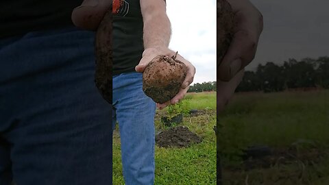 Digging up Monster Red Potatoes 🥔 at the Farm 🚜