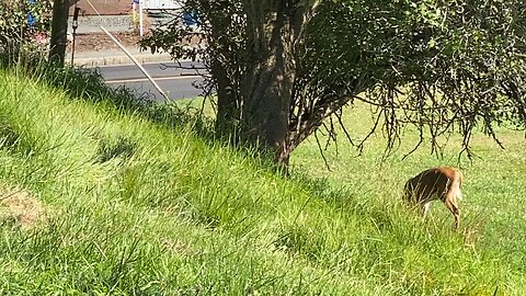 Mama Duke Doe feeding on Apples Downtown Machias,ME