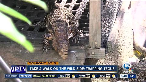 Tonight at 5 p.m.: Tegu lizards in South Florida