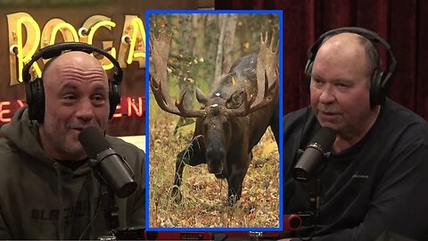 Moose Stories | Joe Rogan Experience w/ John Reeves