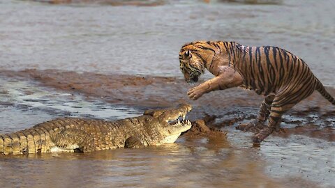 tiger attacking crocodile - Tiger kills Croccodile