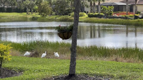 White Ibis in Paradise- 11/3/2021- 4K