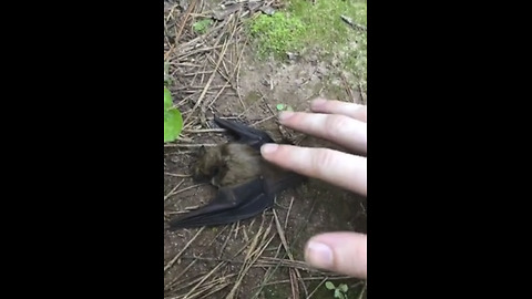 Injured Bat Immediately Healed After Teen Takes Care Of It
