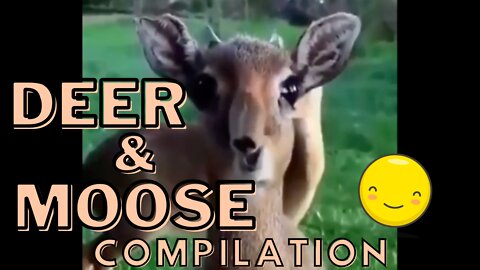 Deer and Moose Compilation - Adorable Wild Animals Up Close