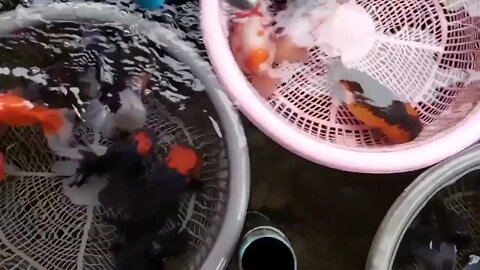 The high quality and beautiful goldfish in farm