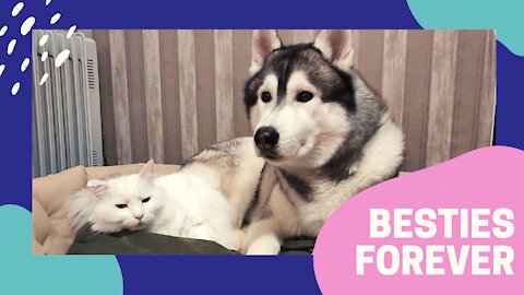 Cat loves giving her Husky best friend a massage