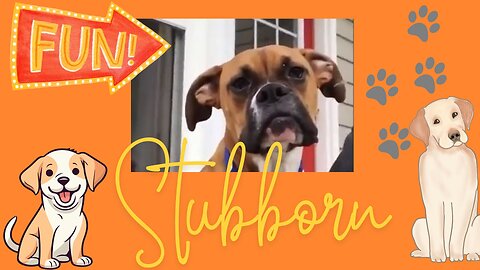 Funny Stubborn Puppies! 🌼😂