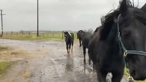 It’s another windy wet day with our horses