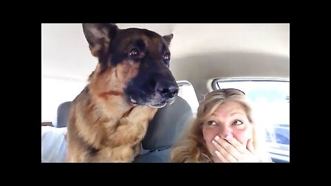 German Shepherd dog suddenly realizes he is at the vet🤣 Funny Dog's Reaction