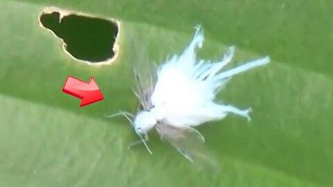 White insects on leaves look like fairies [mystery]