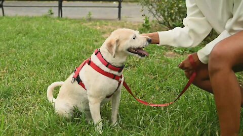 Dog training/ Short video