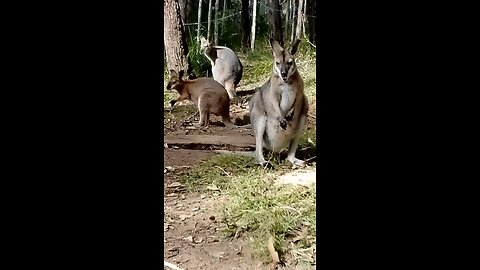 Sistra and the Next Generation - Your Mums and Dads Would Be So Proud!🥰🦘🦘🦘🦘💪🥰