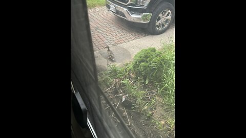 Mrs duck and brood leaving the nest and heading to the river
