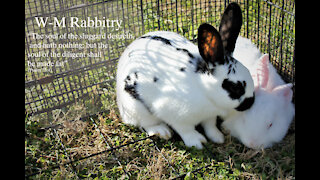 How We Learned Rabbitry: Putting on a Rabbit Feeder