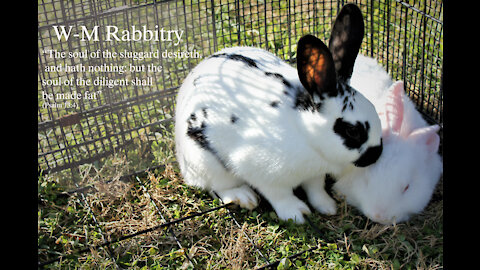 How We Learned Rabbitry: Putting on a Rabbit Feeder