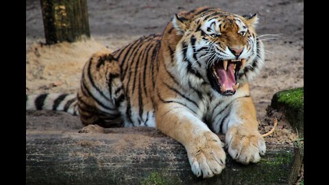 Low and fluffy roaring tiger cub 🐯🤗