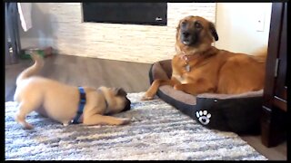 Cute pug puppy annoys big doggy with his barking