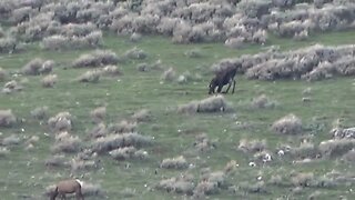 Moose eats off knees. . .Moose and elk together!