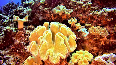 This beautiful coral may hold a secret for curing cancer and helping stroke victims