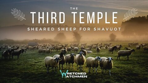 The Third Temple: Shearing Sheep For Shavuot