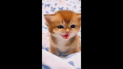 Cute Cat WhatsApp status tamil