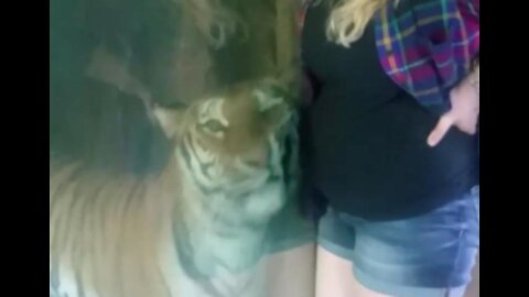 INCREDIBLE Tiger's Reaction to unborn baby