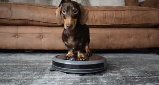 This sausage dog loves helping with the vacuuming!