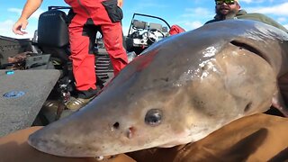 Sturgeon Fishing Part 2 / Michigan Sturgeon Fishing / St. Marys River Sturgeon Fishing