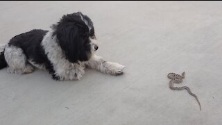 Charlie is not sure about his new found friend a young gopher snake