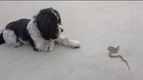 Charlie is not sure about his new found friend a young gopher snake