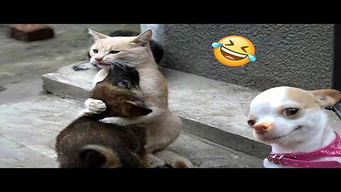 Funniest Cats And Dogs Videos 😁 - Best Funny Animal Videos 2024