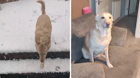 Excited Pup Runs Into Snow, Immediately Runs Back Inside
