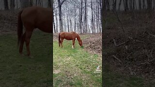 My Off Leash Horse Wants To Ditch Me For Grass