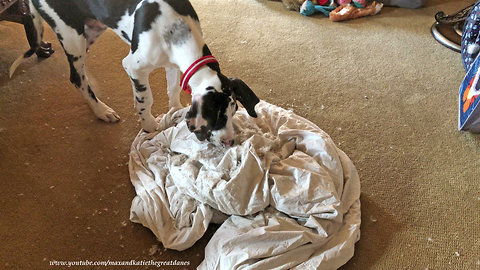 Cute Great Dane puppy takes on feather duvet