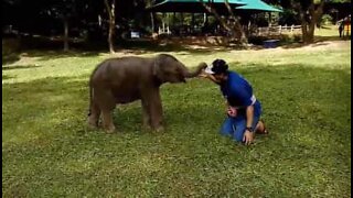 Lekfull och klumpig elefantbebis har kul med sin skötare