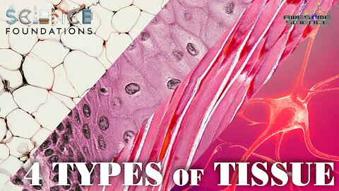 The Four Types of Tissue | Science Foundations