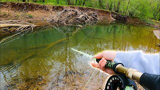 FIRST MUSKY ON THE FLY!! (Creek Fishing)