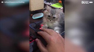 Ridiculously cute kitten won't let go of PC mouse