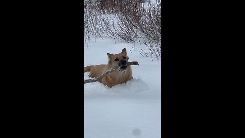 The love of a stick