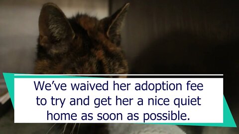 14yr old kitty looking for new home | Niagara SPCA