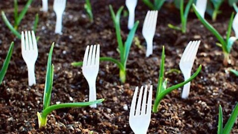 Stop Throwing Away Those Plastic Utensils. Here’s 5 Reasons Why You Should Plant Them Instead