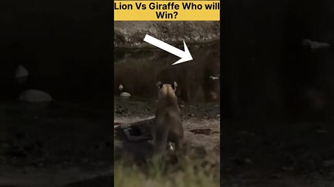 Lioness vs Giraffe Battle | Who will win? #shorts #giraffe #lion #animalfight #lioness #satisfying