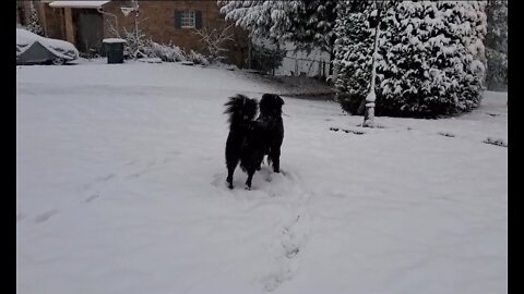 Bernese Mountain Dog on Snow