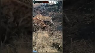 Leopard scared from hyena