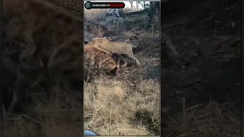 Leopard scared from hyena