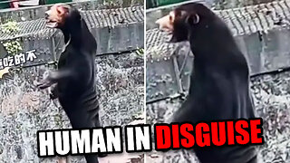 Man Fakes Being Bear At Chinese Zoo?