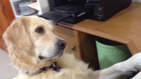 Dog Has Emotional Reaction To Video Of Crying Puppy