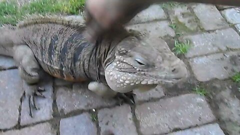 Lizard Greets Man like a Dog!